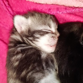 2e chaton (Portée Sephora ❤ Uchiwa Itachi 2025) - Mâle black silver mackerel tabby Mâle Maine coon