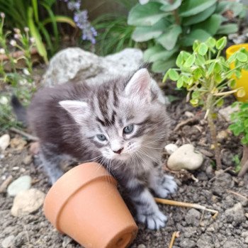 A'Smuc du loup d'orcoon du Loup d'Orcoon Mâle Maine coon