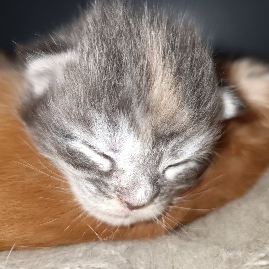 chaton Maine coon blue tortie silver tabby femelle Chatterie du Loup d'Orcoon blue tortie silver tabby