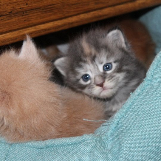 chaton Maine coon blue tortie silver tabby femelle Chatterie du Loup d'Orcoon blue tortie silver tabby