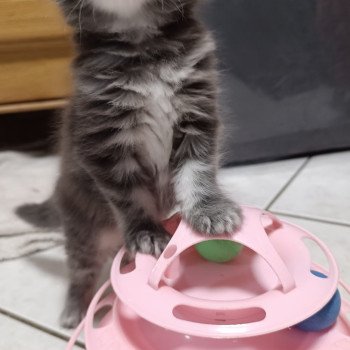 femelle du Loup d'Orcoon Femelle Maine coon