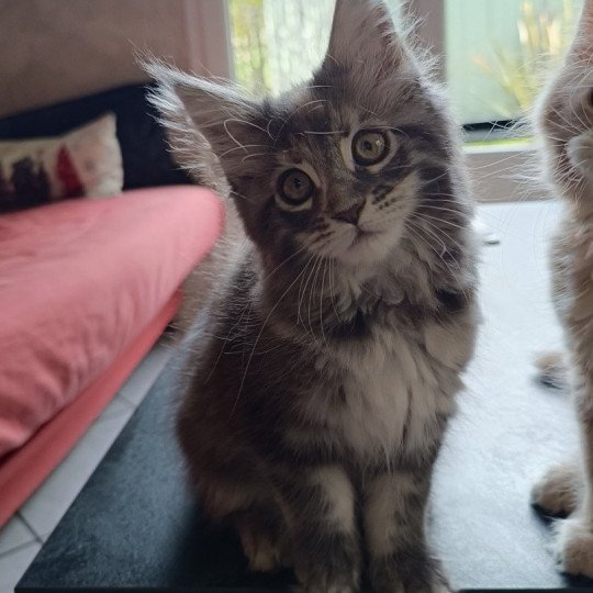 chaton Maine coon blue tortie silver tabby Api  du loup d'orcoon Chatterie du Loup d'Orcoon blue tortie silver tabby