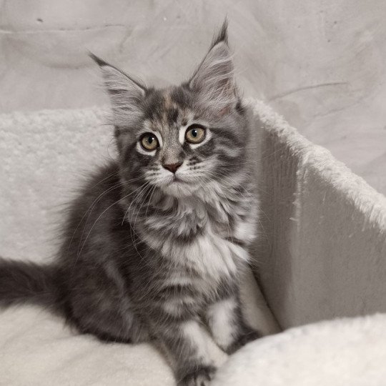 chaton Maine coon blue tortie silver tabby Api  du loup d'orcoon Chatterie du Loup d'Orcoon blue tortie silver tabby