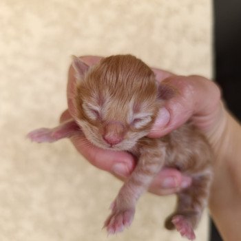 male 1 du Loup d'Orcoon Mâle Maine coon
