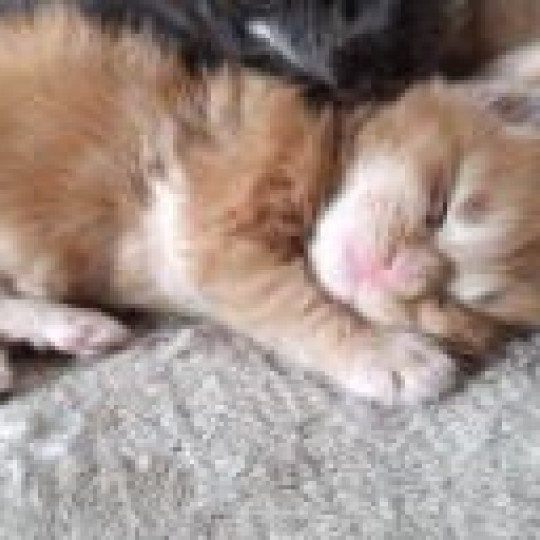 chaton Maine coon red tabby male 1 Chatterie du Loup d'Orcoon red tabby