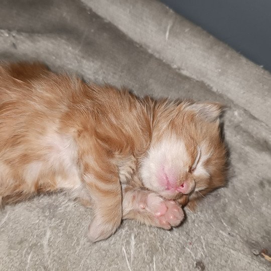 chaton Maine coon red tabby male 1 Chatterie du Loup d'Orcoon red tabby