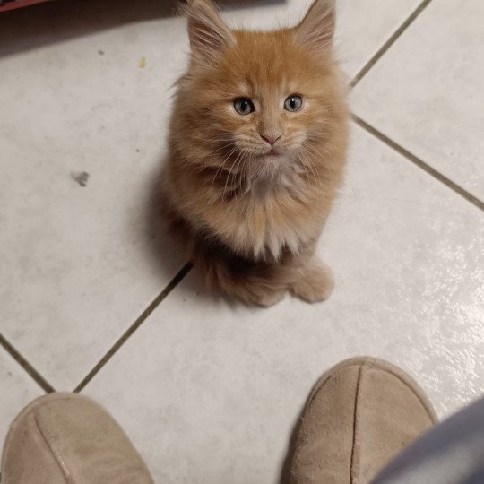 chaton Maine coon red tabby male 1 Chatterie du Loup d'Orcoon red tabby
