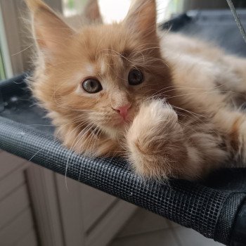 AYABEE du Loup d'Orcoon Femelle Maine coon