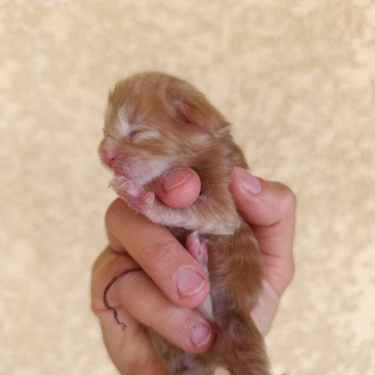 male 2 du Loup d'Orcoon Mâle Maine coon