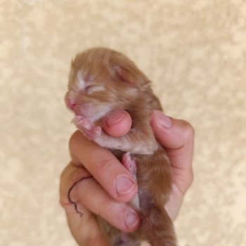 male 2 du Loup d'Orcoon Mâle Maine coon