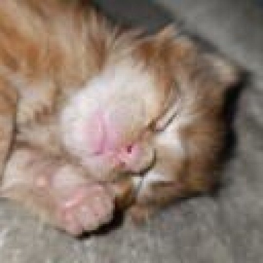 chaton Maine coon red silver tabby male 2 Chatterie du Loup d'Orcoon red tabby