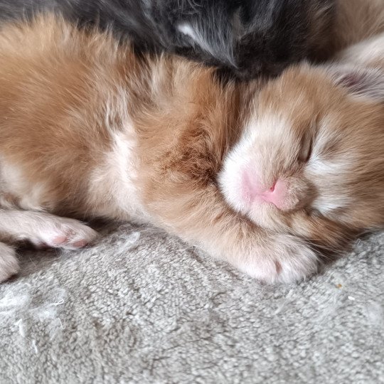chaton Maine coon red silver tabby male 2 Chatterie du Loup d'Orcoon red tabby