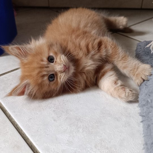chaton Maine coon red tabby male 2 Chatterie du Loup d'Orcoon red tabby