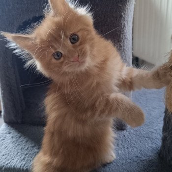 Abee du loup d'orcoon du Loup d'Orcoon Femelle Maine coon