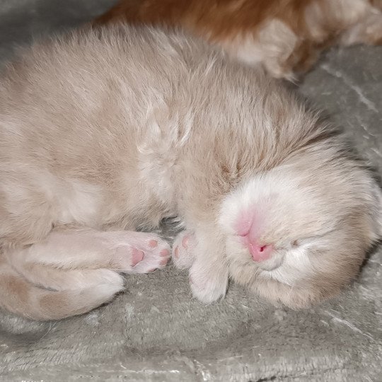 chaton Maine coon cream smoke male 3 Chatterie du Loup d'Orcoon cream smoke 