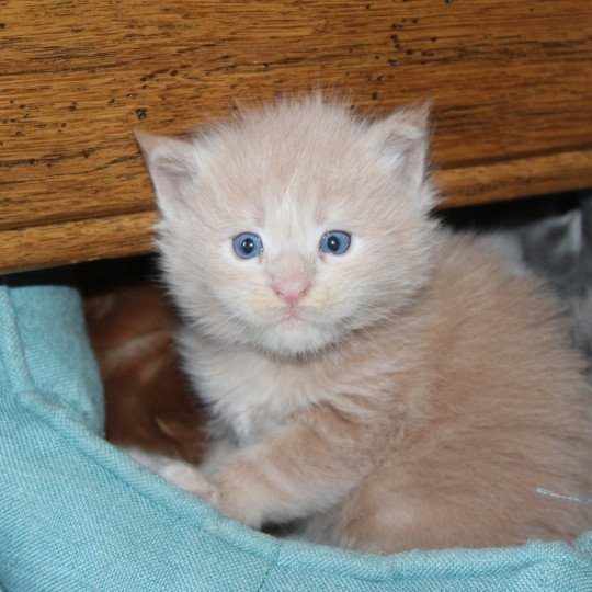 chaton Maine coon cream smoke male 3 Chatterie du Loup d'Orcoon cream smoke 