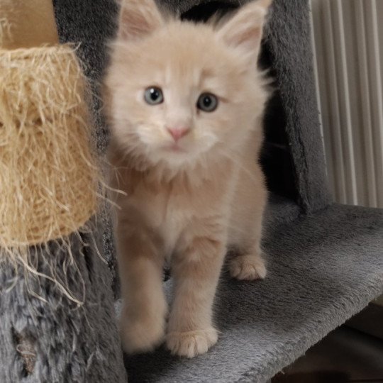 chaton Maine coon cream smoke male 3 Chatterie du Loup d'Orcoon cream smoke 