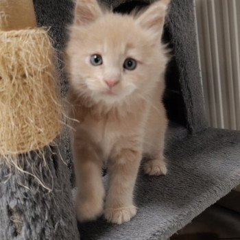 male 3 du Loup d'Orcoon Mâle Maine coon