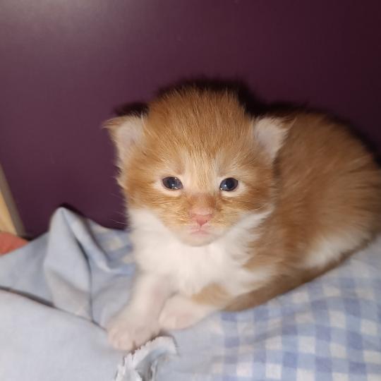 chaton Maine coon red mackerel tabby bicolor Chatterie du Loup d'Orcoon red silver mackerel tabby bicolor