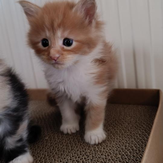 chaton Maine coon red mackerel tabby bicolor Chatterie du Loup d'Orcoon red silver mackerel tabby bicolor
