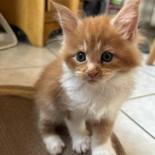 chaton Maine coon red mackerel tabby bicolor Chatterie du Loup d'Orcoon red silver mackerel tabby bicolor