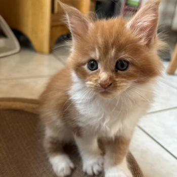 Bijin du Loup d'Orcoon Femelle Maine coon