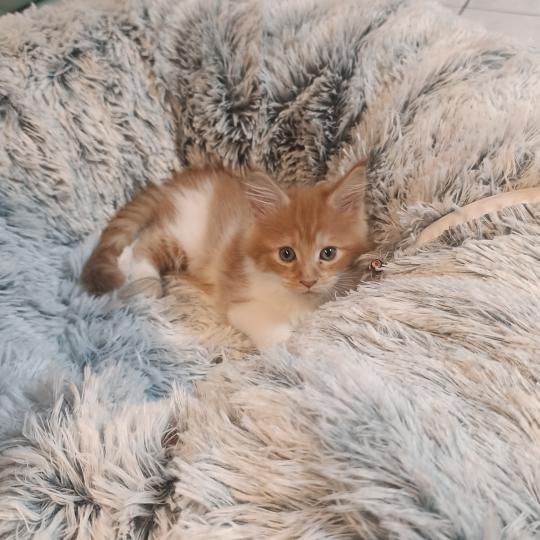 chaton Maine coon red silver mackerel tabby bicolor Bijin Chatterie du Loup d'Orcoon red silver mackerel tabby bicolor