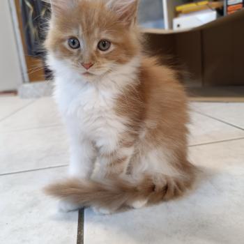Bijin du Loup d'Orcoon Femelle Maine coon