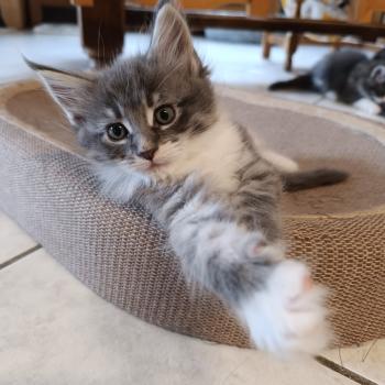 Baku du Loup d'Orcoon Mâle Maine coon