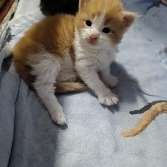 chaton Maine coon red bicolor Chatterie du Loup d'Orcoon red blotched tabby bicolor
