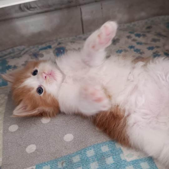 chaton Maine coon red bicolor Chatterie du Loup d'Orcoon red blotched tabby bicolor