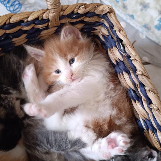 chaton Maine coon red bicolor Chatterie du Loup d'Orcoon red blotched tabby bicolor
