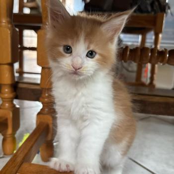 Bara du Loup d'Orcoon Femelle Maine coon
