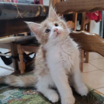 Bara du Loup d'Orcoon Femelle Maine coon