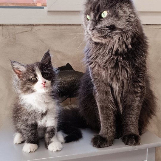 chat Maine coon blue Shelby Chatterie du Loup d'Orcoon blue 