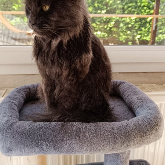 chat Maine coon blue Shelby Chatterie du Loup d'Orcoon blue 