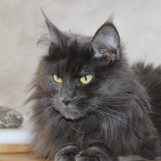 chat Maine coon blue Shelby Chatterie du Loup d'Orcoon blue 