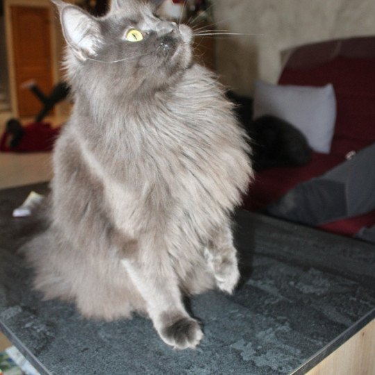 chat Maine coon blue Shelby Chatterie du Loup d'Orcoon blue 