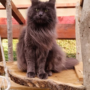 Shelby Femelle Maine coon