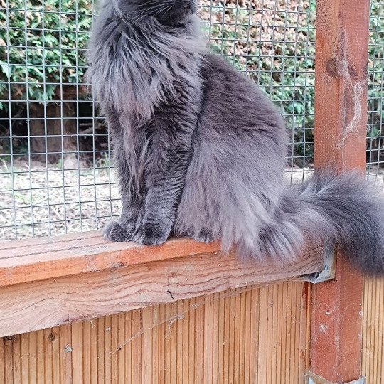 chat Maine coon blue Shelby Chatterie du Loup d'Orcoon blue 