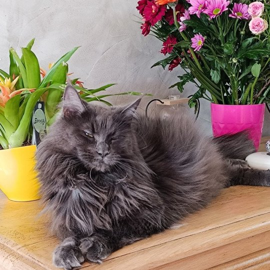 chat Maine coon blue Shelby Chatterie du Loup d'Orcoon blue 