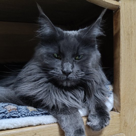 chat Maine coon blue Shelby Chatterie du Loup d'Orcoon blue 