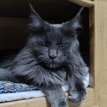 Shelby Femelle Maine coon