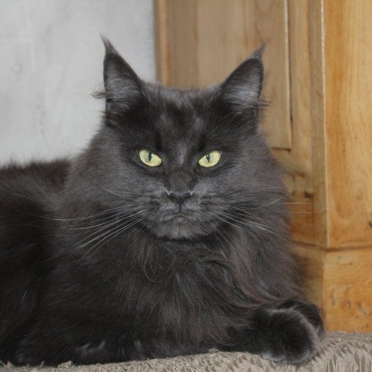 chat Maine coon blue Shelby Chatterie du Loup d'Orcoon blue 