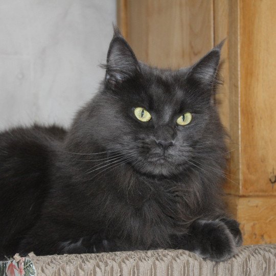 chat Maine coon blue Shelby Chatterie du Loup d'Orcoon blue 