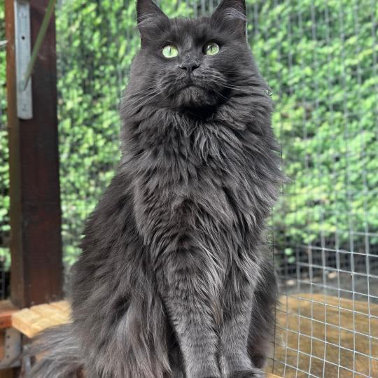 chat Maine coon blue Shelby Chatterie du Loup d'Orcoon blue 