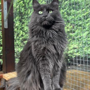 Shelby Femelle Maine coon