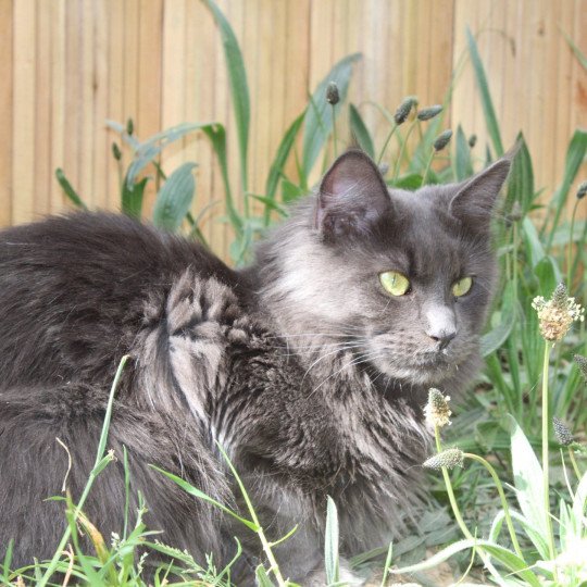 chat Maine coon SHELBY DE L'ETANG DES MAZES chatterie du LOUP D'ORCOON blue 