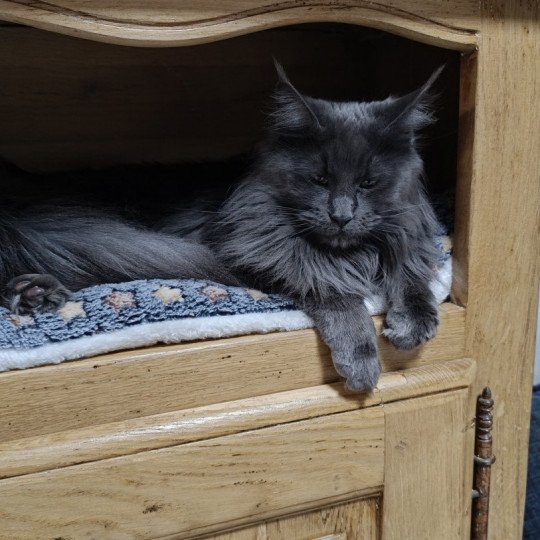 chat Maine coon blue SHELBY chatterie du LOUP D'ORCOON blue 