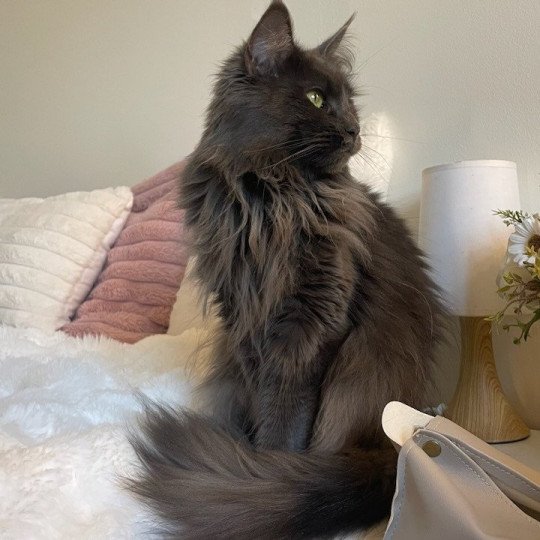 chat Maine coon blue SHELBY chatterie du LOUP D'ORCOON blue 